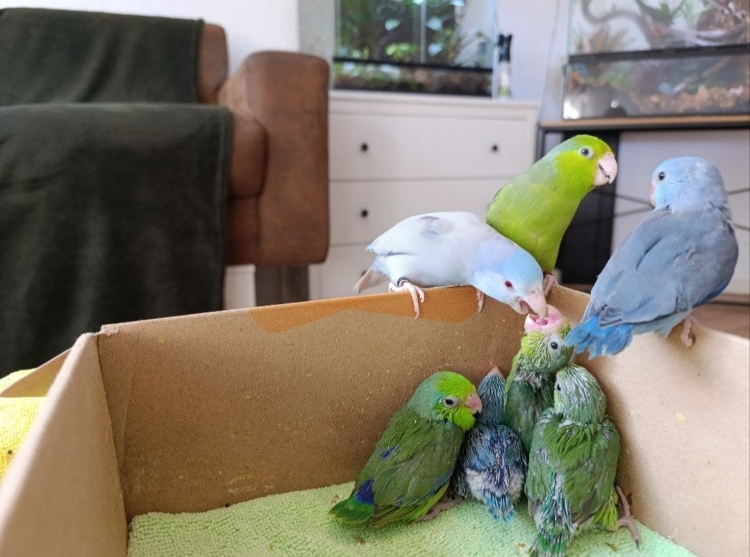forpus koppel, Meerdere dieren, Papegaai, Geringd