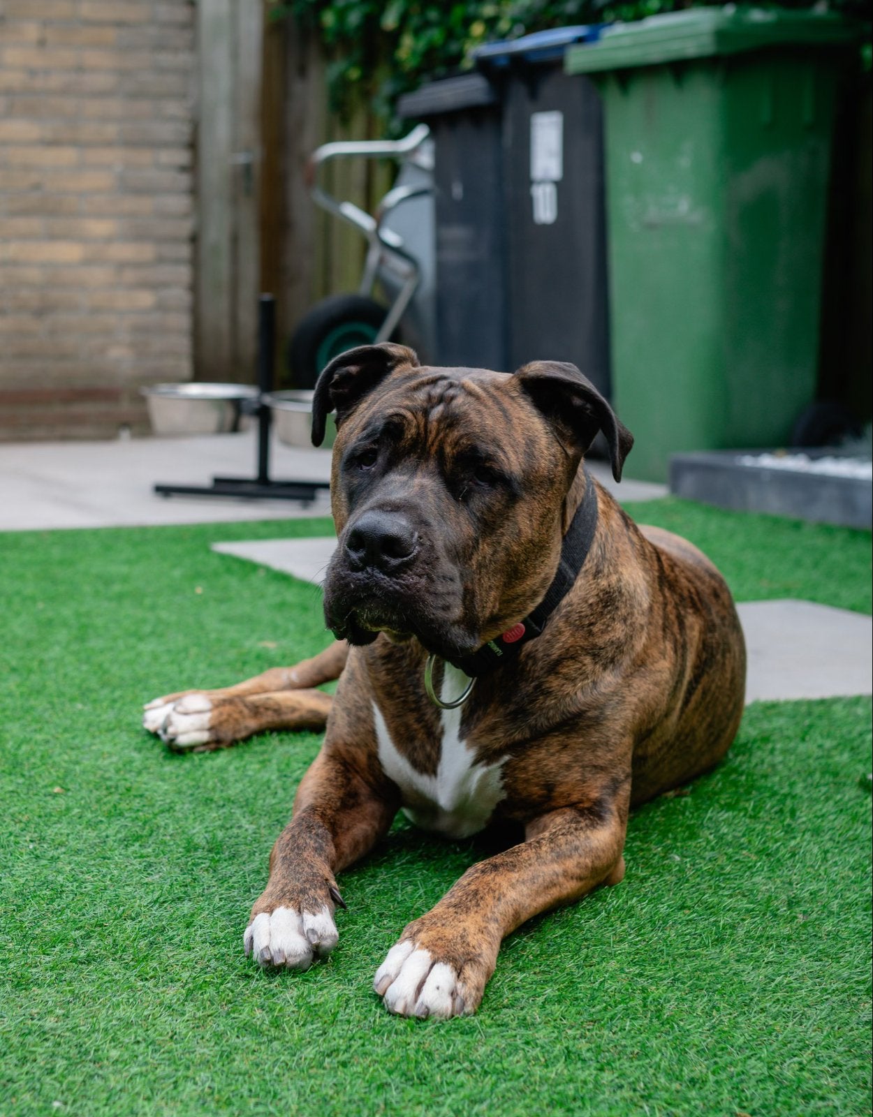 Cane corso x amerikaanse stafford kruising, Dieren en Toebehoren, 6 jaar of ouder, Reu, Groot, Eén hond