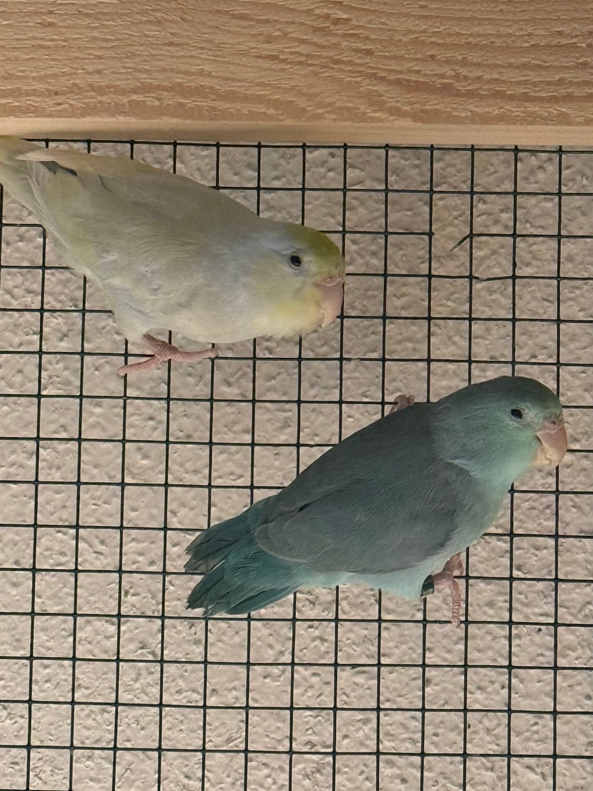 Forpus koppel, Meerdere dieren, Dwergpapegaai of Agapornis, Geringd