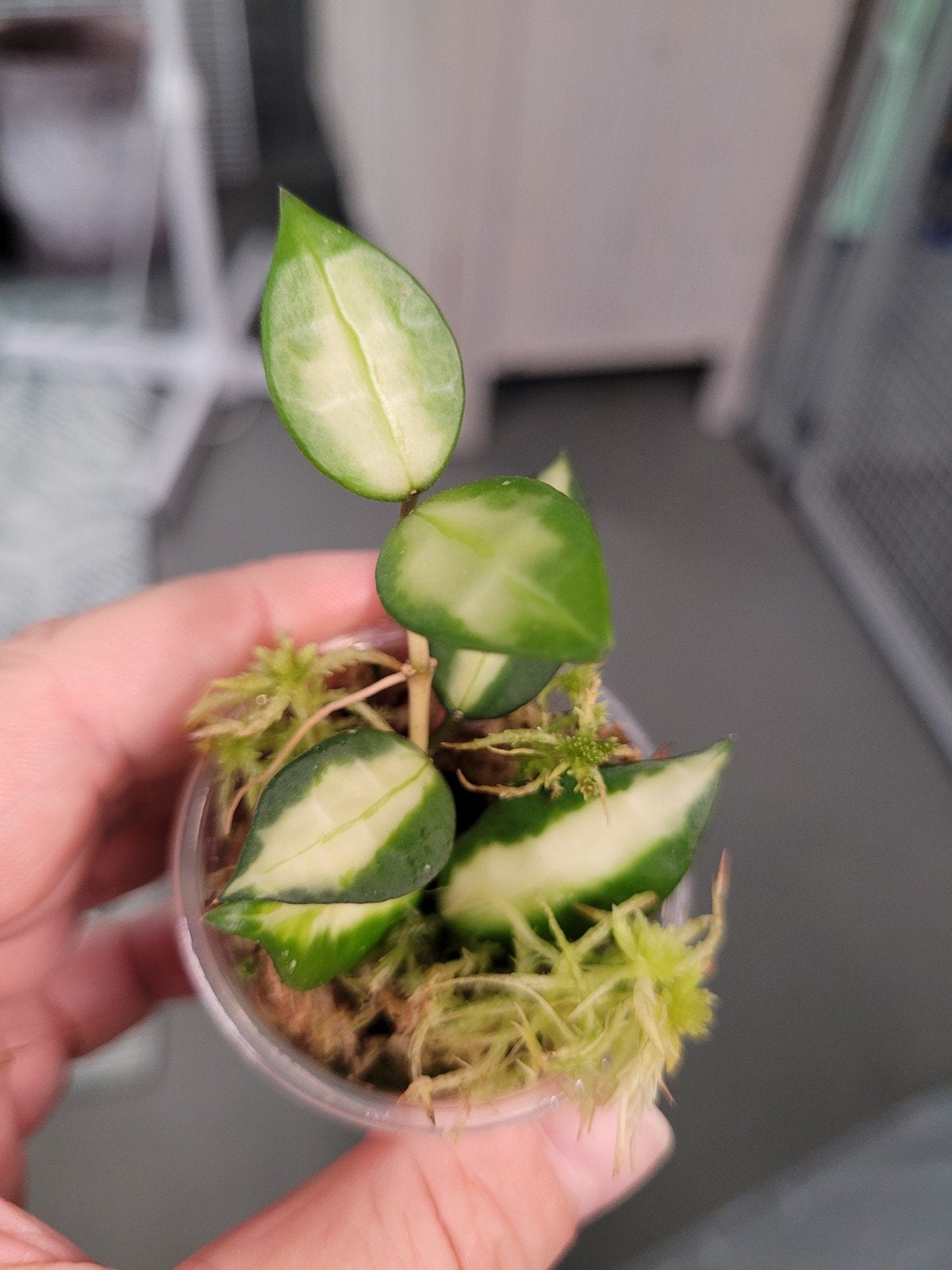 Hoya Lacunosa Queen Midori, Ophalen of Verzenden