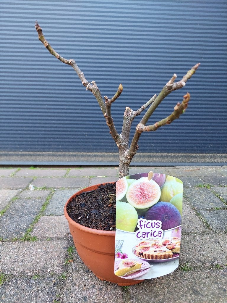 Ficus Carica - Vijg / Vijgenboompje / Vijgenstruik H: 39 cm., Ophalen, Minder dan 100 cm, Volle zon, Vijgenboom