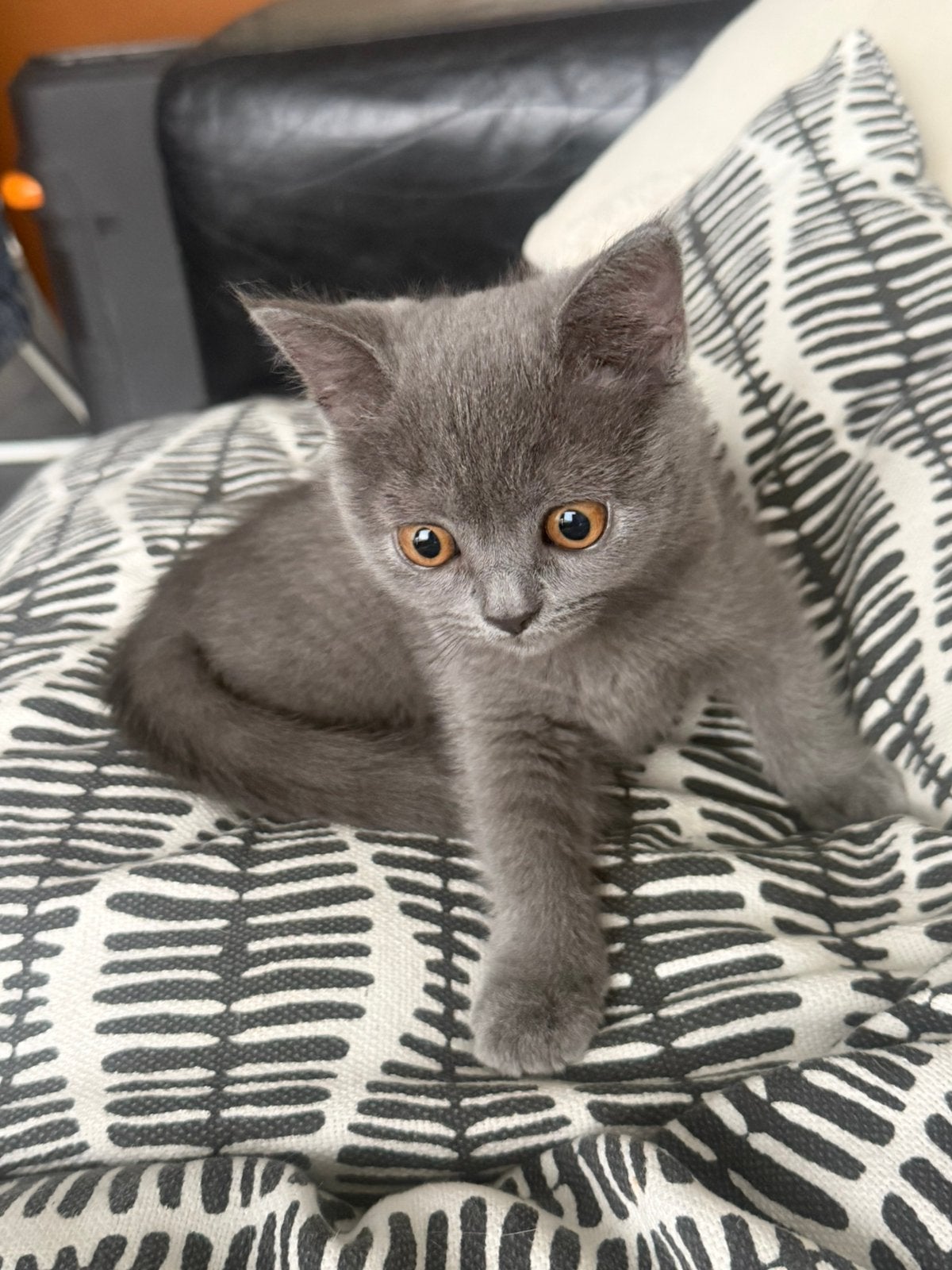 Britsekorthaar kitten van 12 weken gechipt en gevaccineerd, Poes, Gechipt, 0 tot 2 jaar