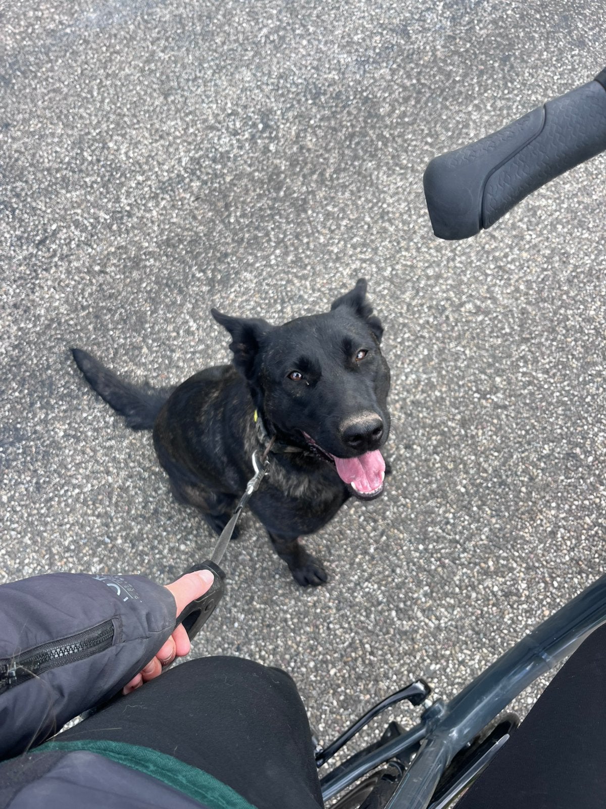 Liefste puck zoekt en 5 sterren huisje, 1 tot 2 jaar, Teef, Parvo, Eén hond