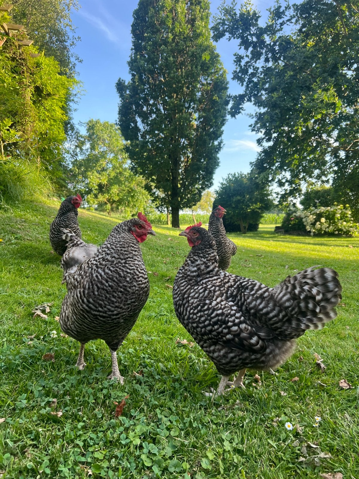 Noord-Hollandse blauwe kippen en kuikentjes, Dieren en Toebehoren, Pluimvee, Meerdere dieren, Kip