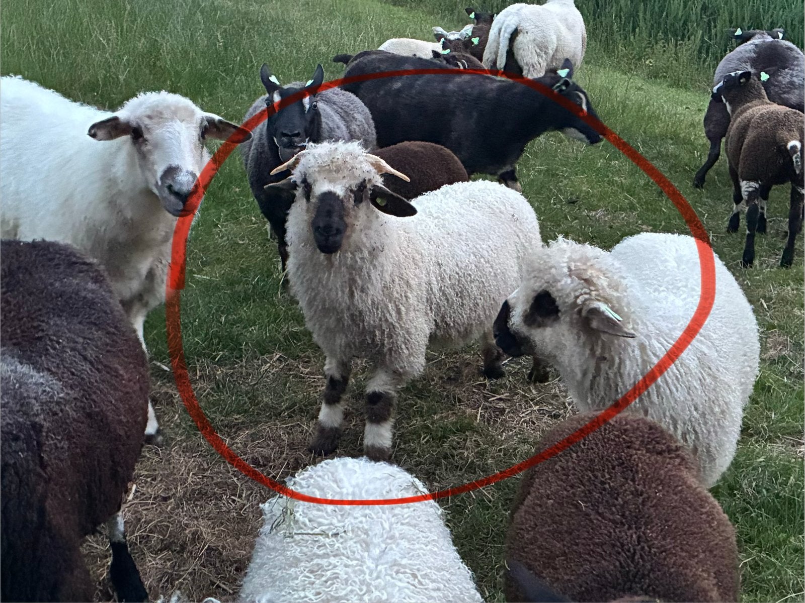 Walliser Schwarznase, Mannelijk, Schaap