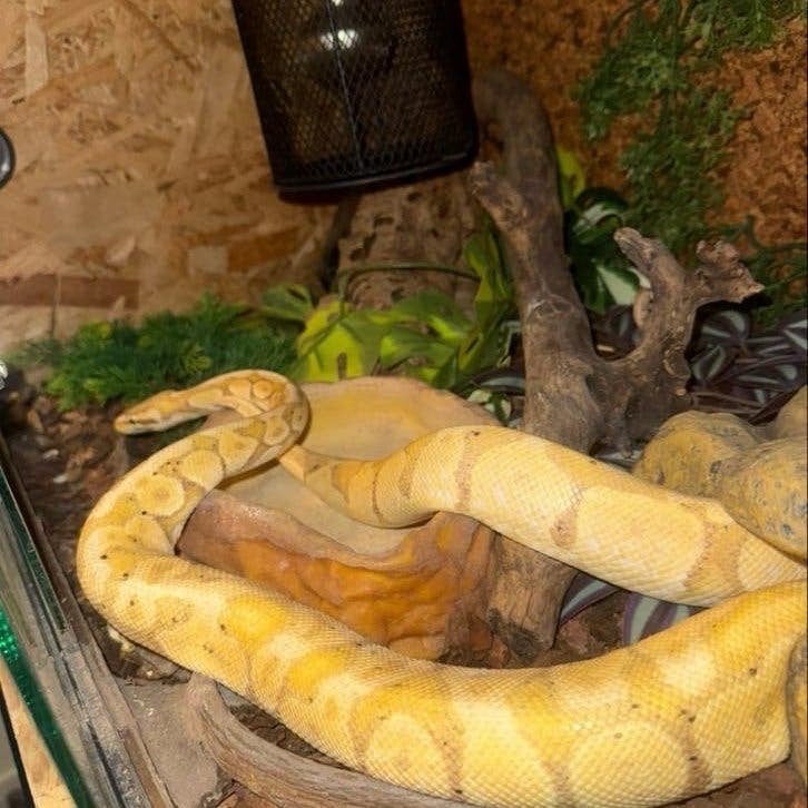 Pikachu de Banana python, Slang, Met terrarium, 3 tot 6 jaar