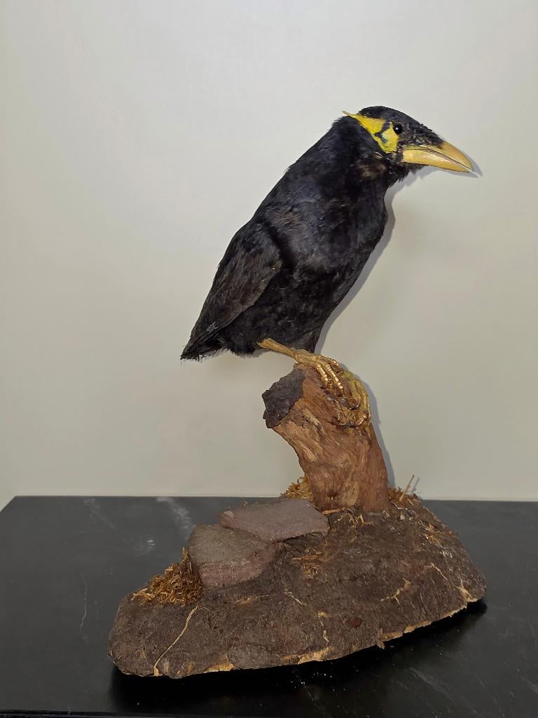 Opgezette vogel Beo taxidermie, Ophalen of Verzenden, Zo goed als nieuw, Vogel, Opgezet dier
