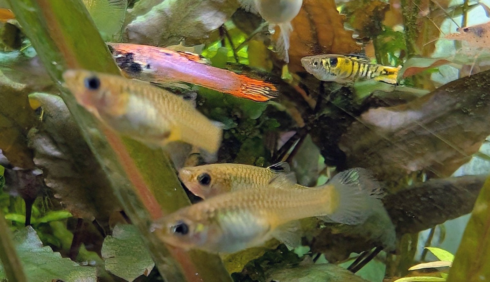 el Tigre x pink neon tiger endlers. Endler Guppy, Dieren en Toebehoren