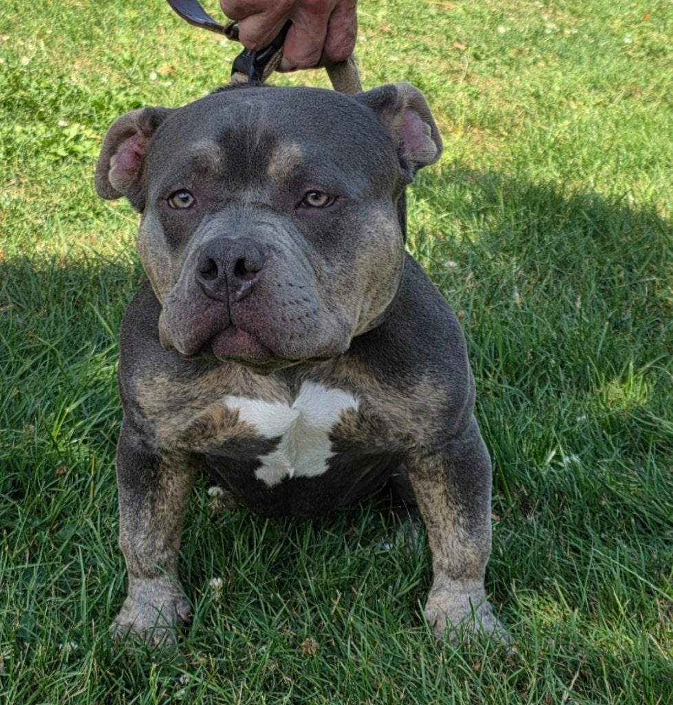 American bully reu, Dieren en Toebehoren, 15 weken tot 1 jaar, Eén hond, Nederland, Particulier
