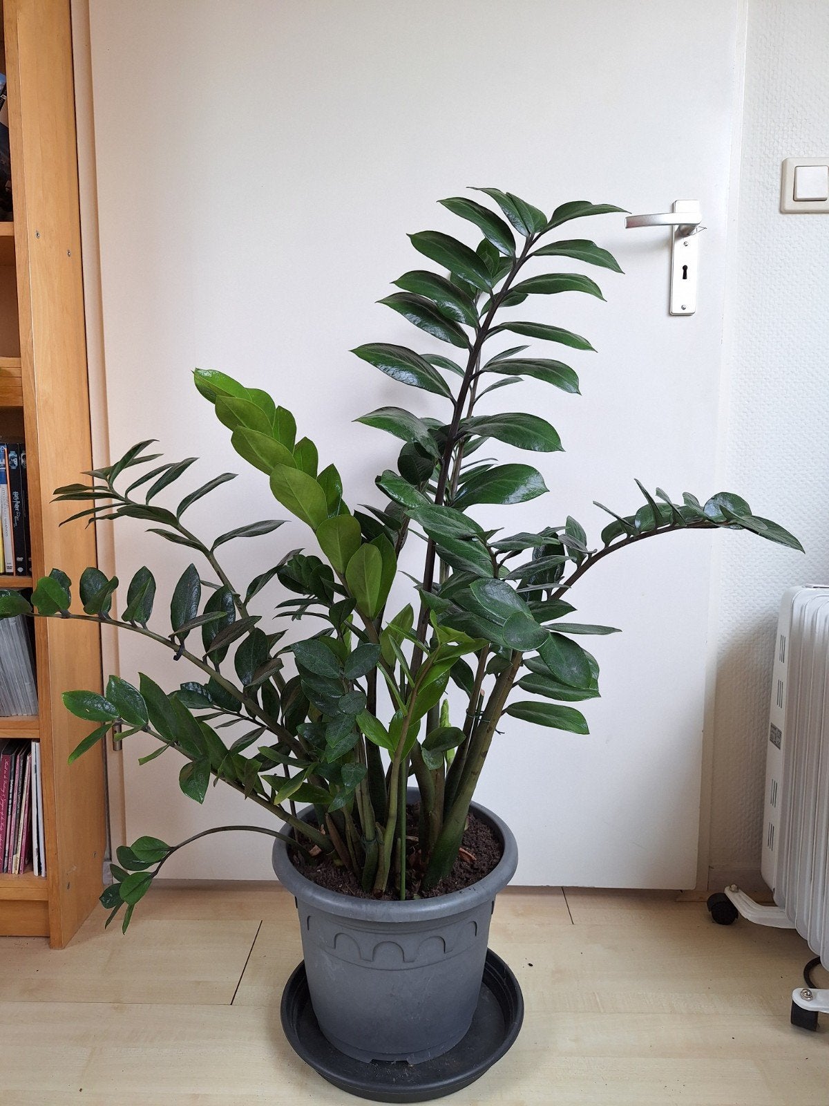 Zamioculcas. Hoog 85, breed 75 cm., Huis en Inrichting, Kamerplanten, Ophalen, Halfschaduw, Minder dan 100 cm
