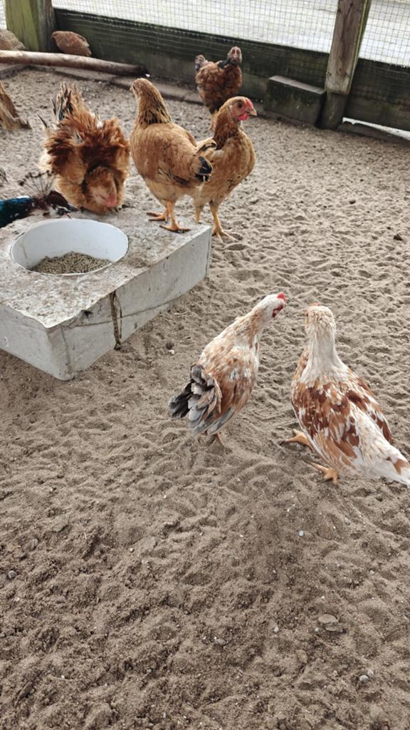 6 jonge kippen, Dieren en Toebehoren, Pluimvee, Geslacht onbekend, Kip