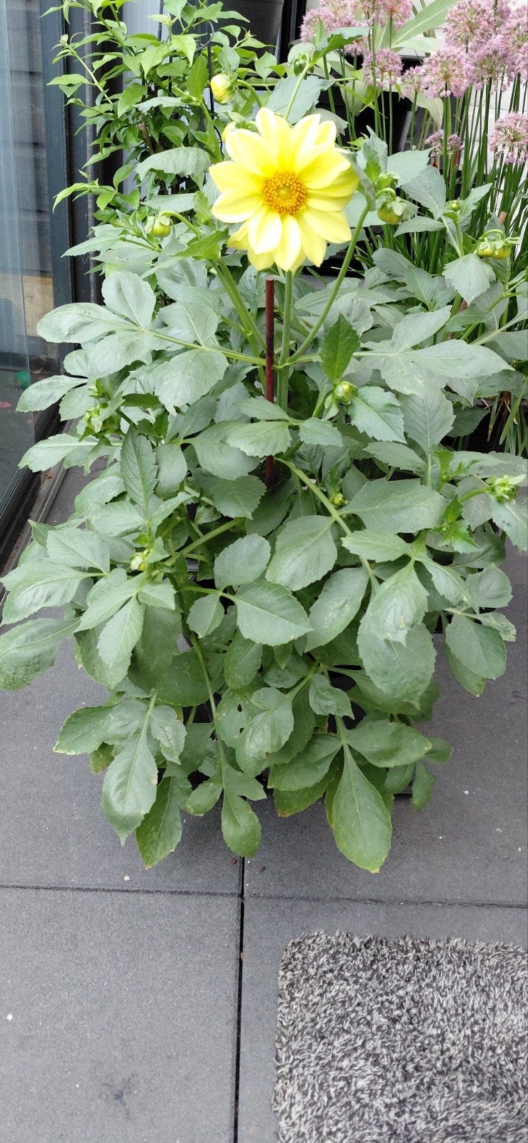 tuinplanten, Tuin en Terras, Planten | Tuinplanten, Ophalen, Overige soorten, Halfschaduw