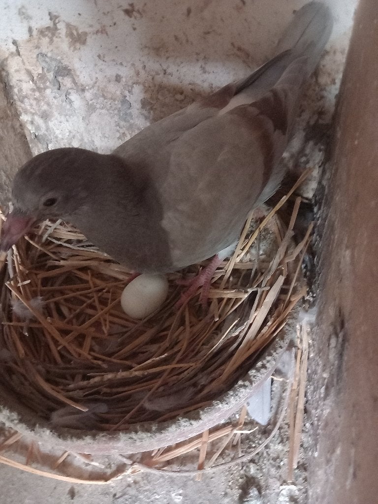 posduiven, Dieren en Toebehoren, Vogels | Duiven, Geslacht onbekend, Postduif