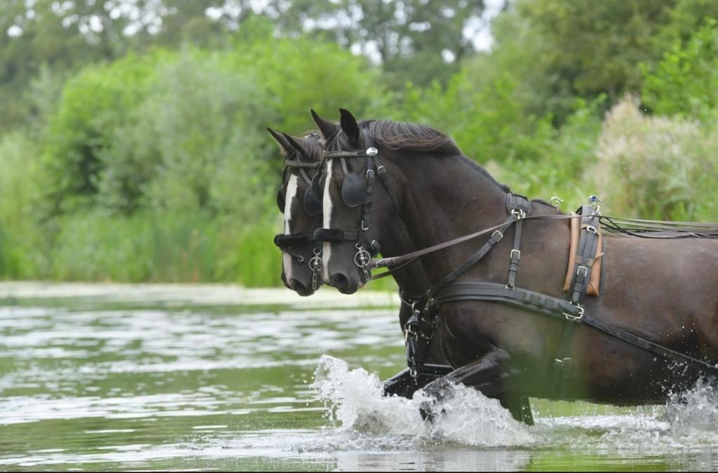 Span gelderse tuigpaarden, Merrie, Met stamboom, Niet van toepassing, Tuigpaard
