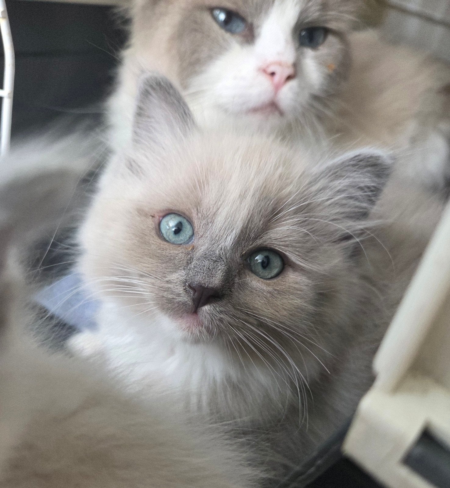Allerliefste Ragdoll Kittens