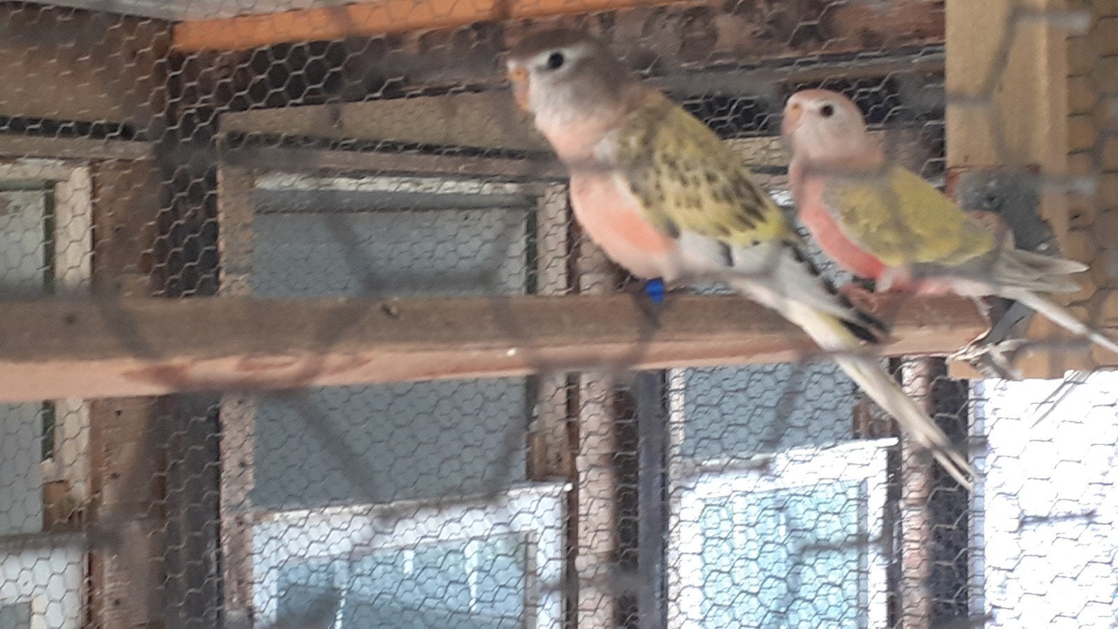 bourkes/bouks, Dieren en Toebehoren, Meerdere dieren, Parkiet, Geringd