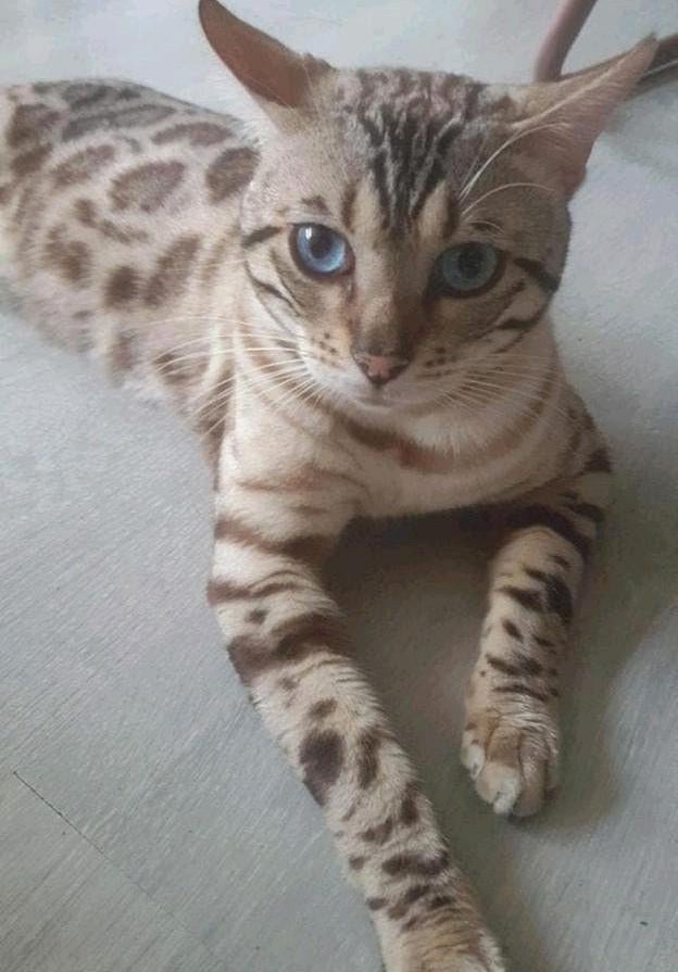 Dekkater Snow bengaal (charcaol dragend) met stamboom, Dieren en Toebehoren, Katten en Kittens | Raskatten | Korthaar, Kater, 3 tot 5 jaar