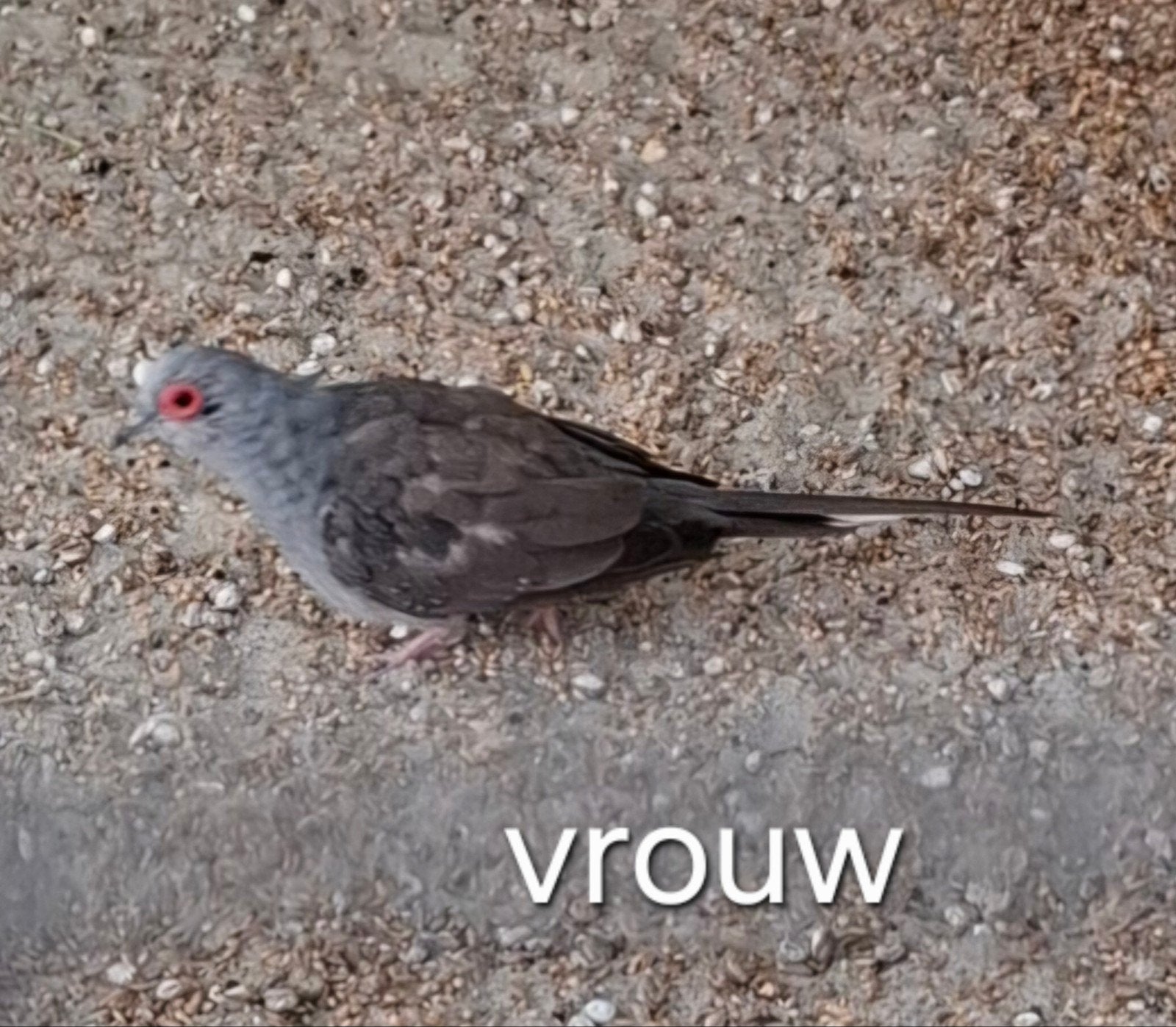 Diamant duif paar., Meerdere dieren, Overige soorten