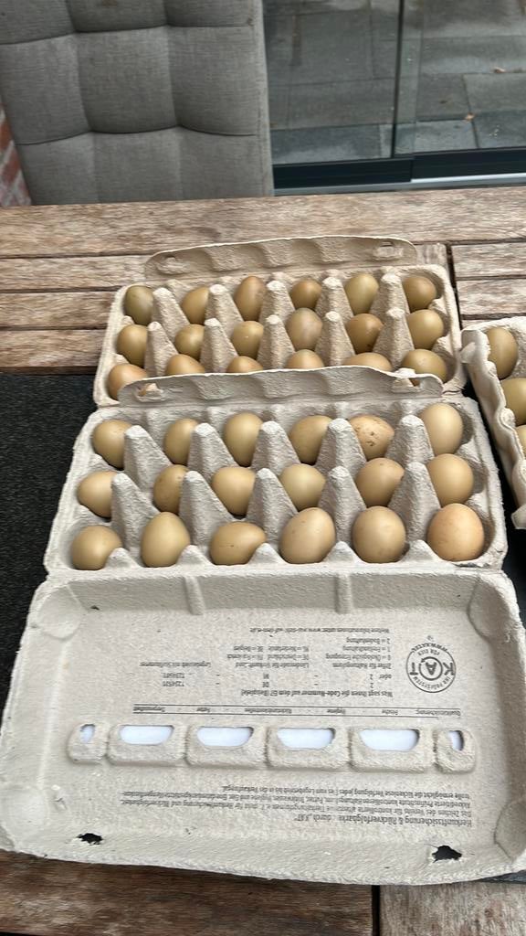Bosfazanten eieren  € 0,75, Ophalen, Nieuw, Overige typen