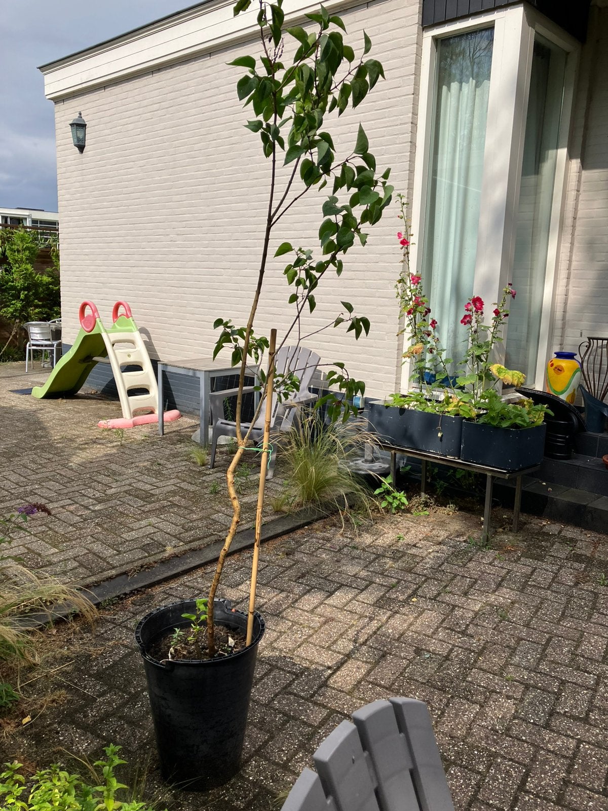 Seringen boompje in pot 1.75, Overige soorten, 100 tot 250 cm, Ophalen, Volle zon