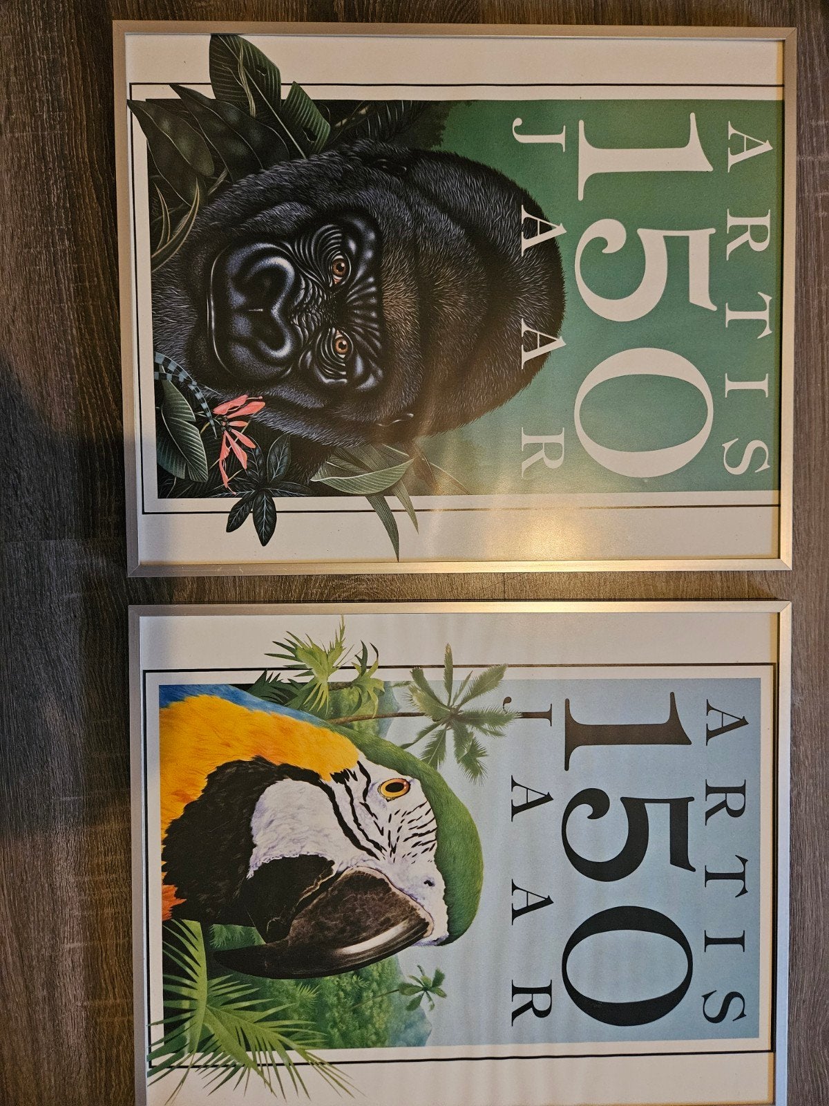 2 Artis 150 Jaar Posters - Gorilla en Papegaai, 50 – 75, Minder dan 50 cm, Gebruikt, Ophalen of Verzenden