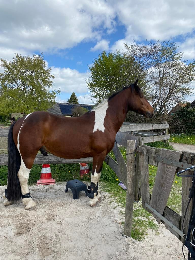 Lease paard aangeboden breda!, Dieren en Toebehoren, Ophalen of Verzenden, Overige soorten