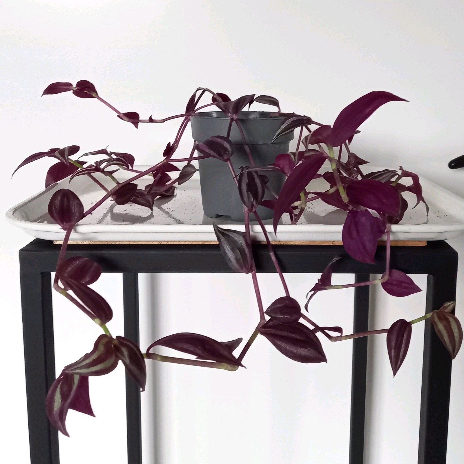 Tradescantia hangplant, Ophalen, Overige soorten, Halfschaduw, Minder dan 100 cm