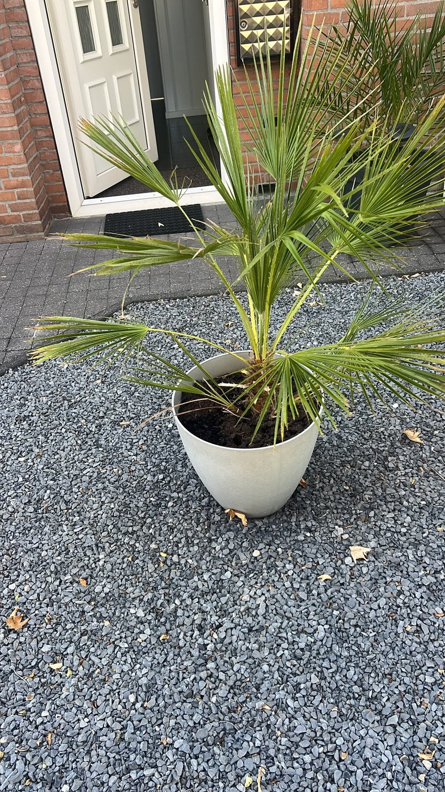 2 mooie palmen in pot, Ophalen, Overige soorten, Volle zon