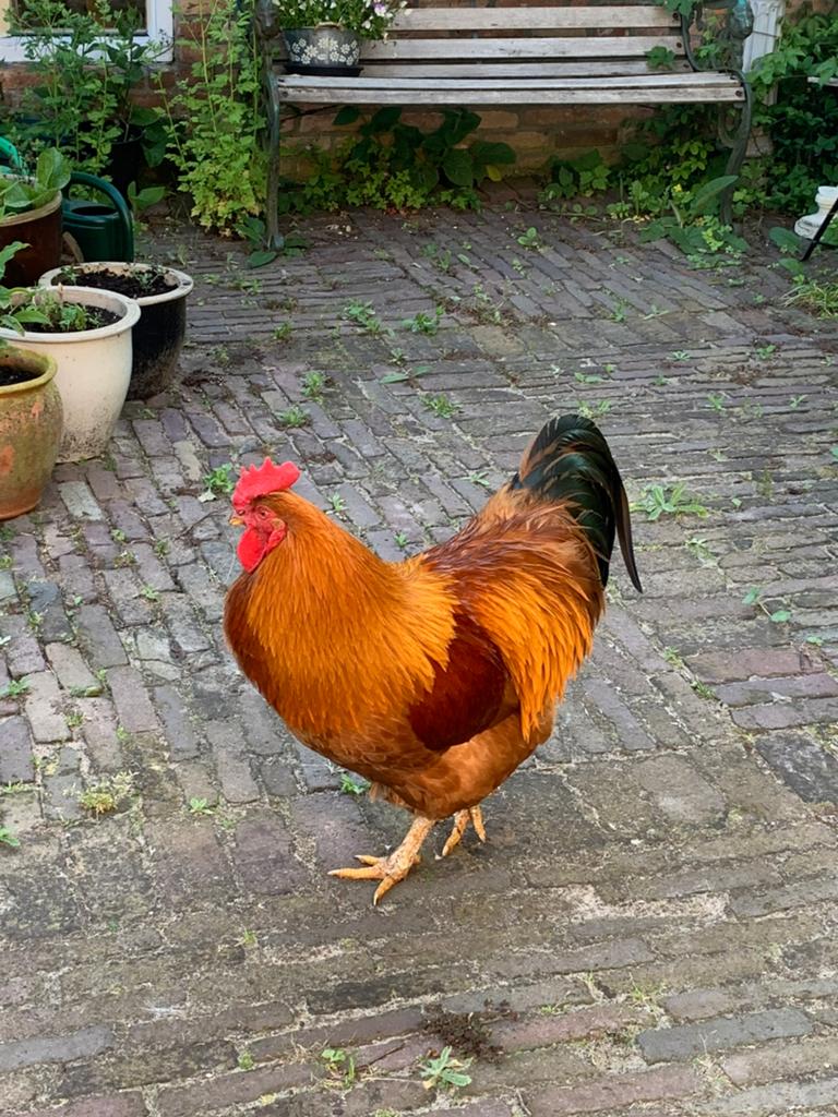 Gratis haan, evt. Met zak opfokvoer erbij, Dieren en Toebehoren, Mannelijk, Kip