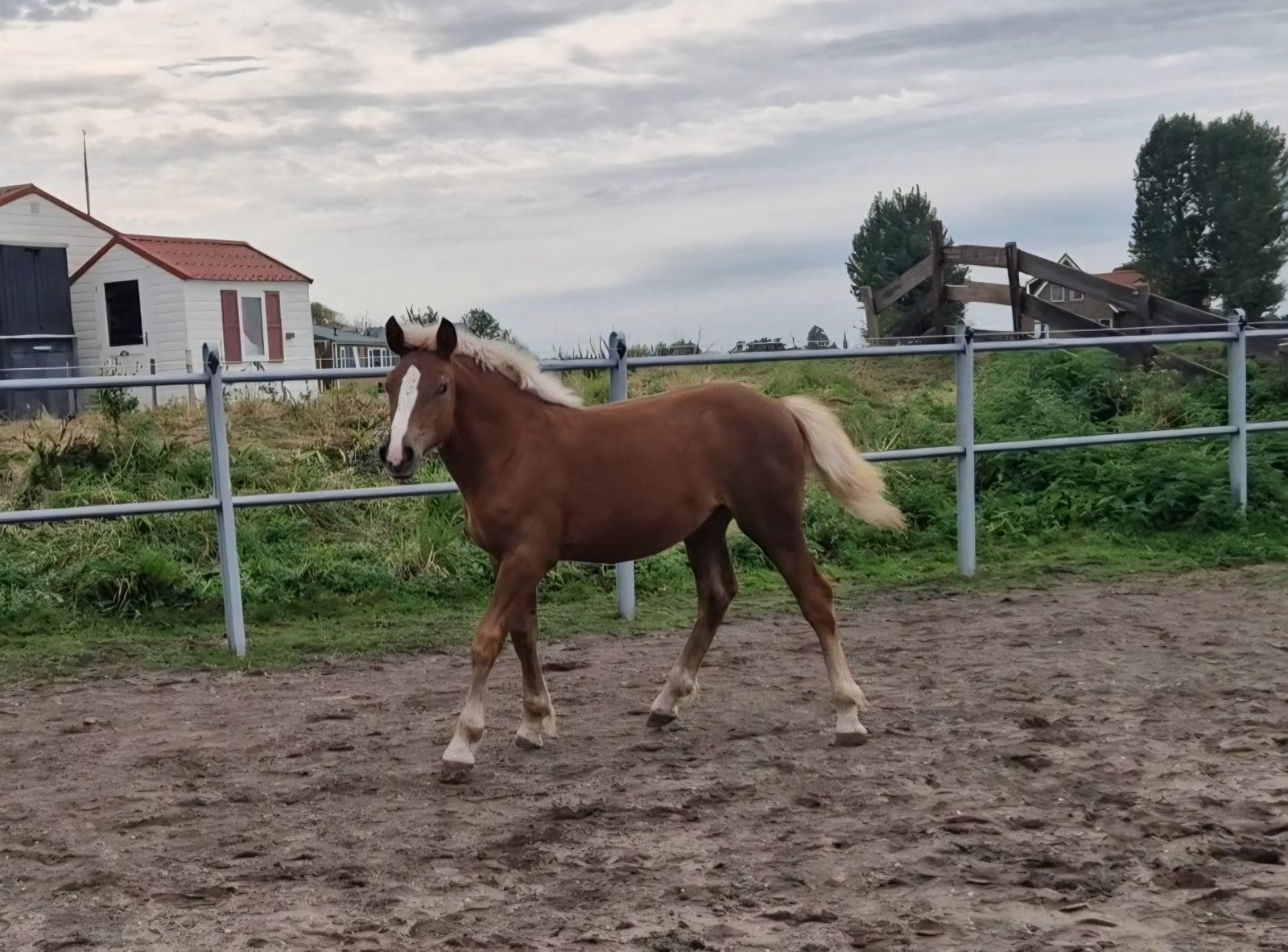 Knappe Schwarzwalder fuchs merrie veulen, Dieren en Toebehoren, Merrie, Minder dan 160 cm, Niet van toepassing, Dressuurpaard