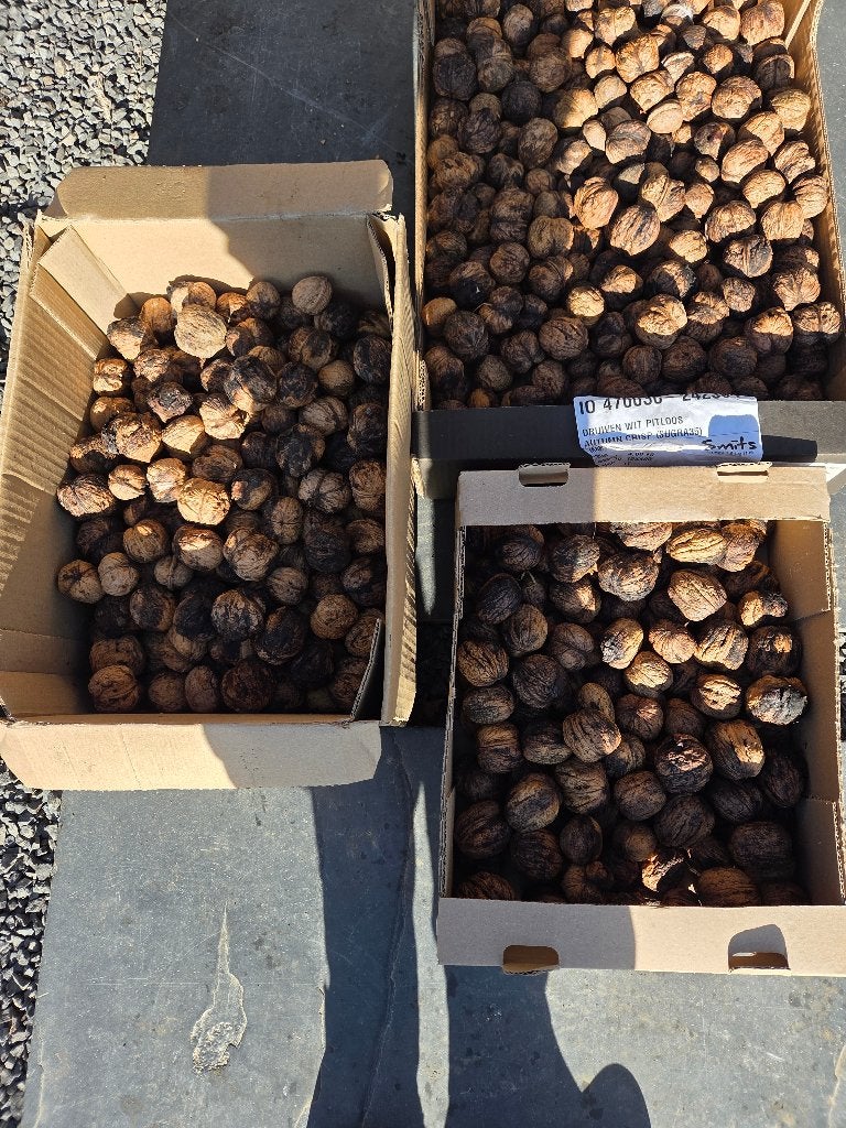 Ganzen te koop, Dieren en Toebehoren, Meerdere dieren, Gans of Zwaan