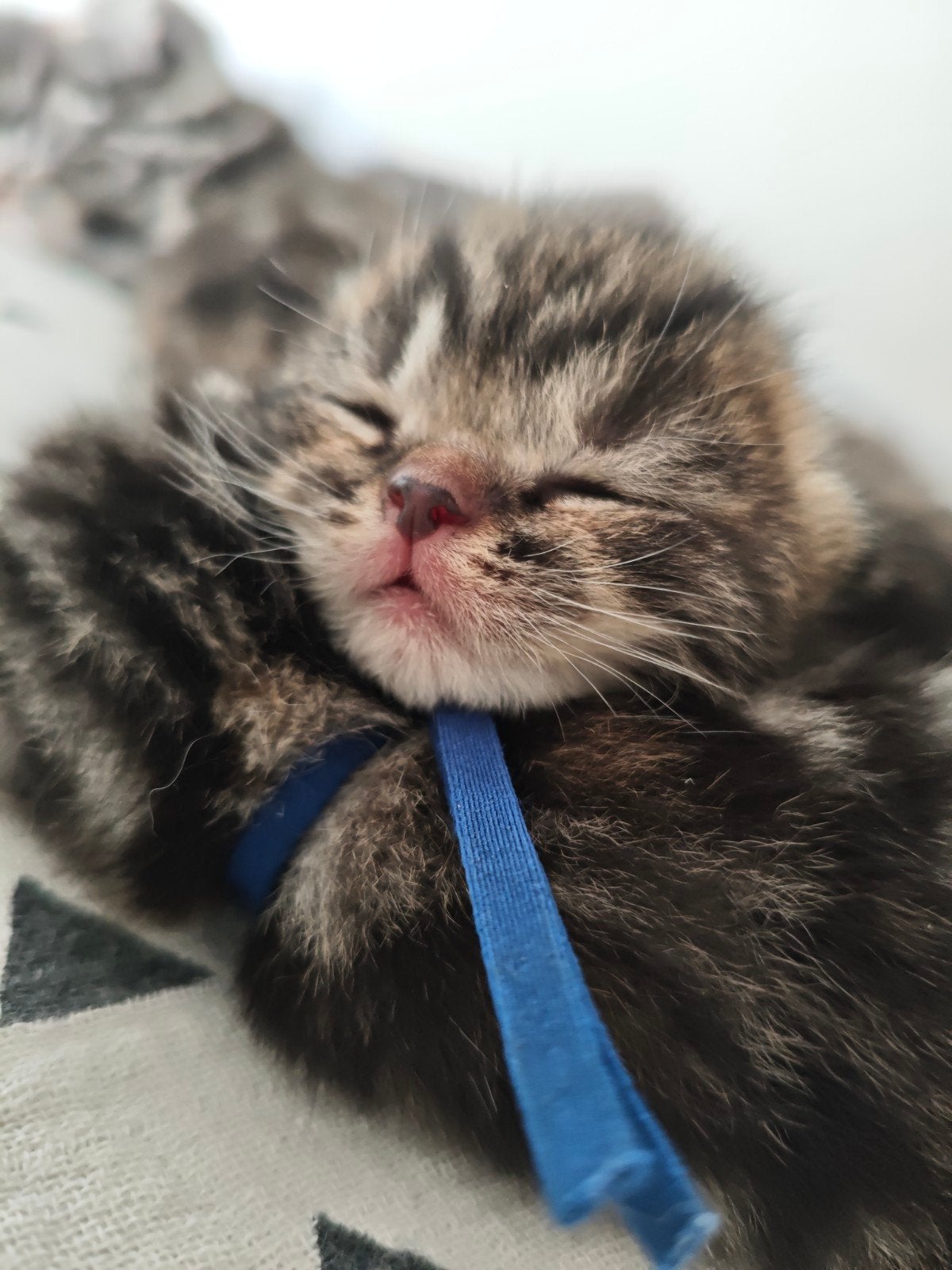 Britse Korthaar X Ragdoll Kittens. Raskatten, Meerdere dieren, Ontwormd, 0 tot 2 jaar