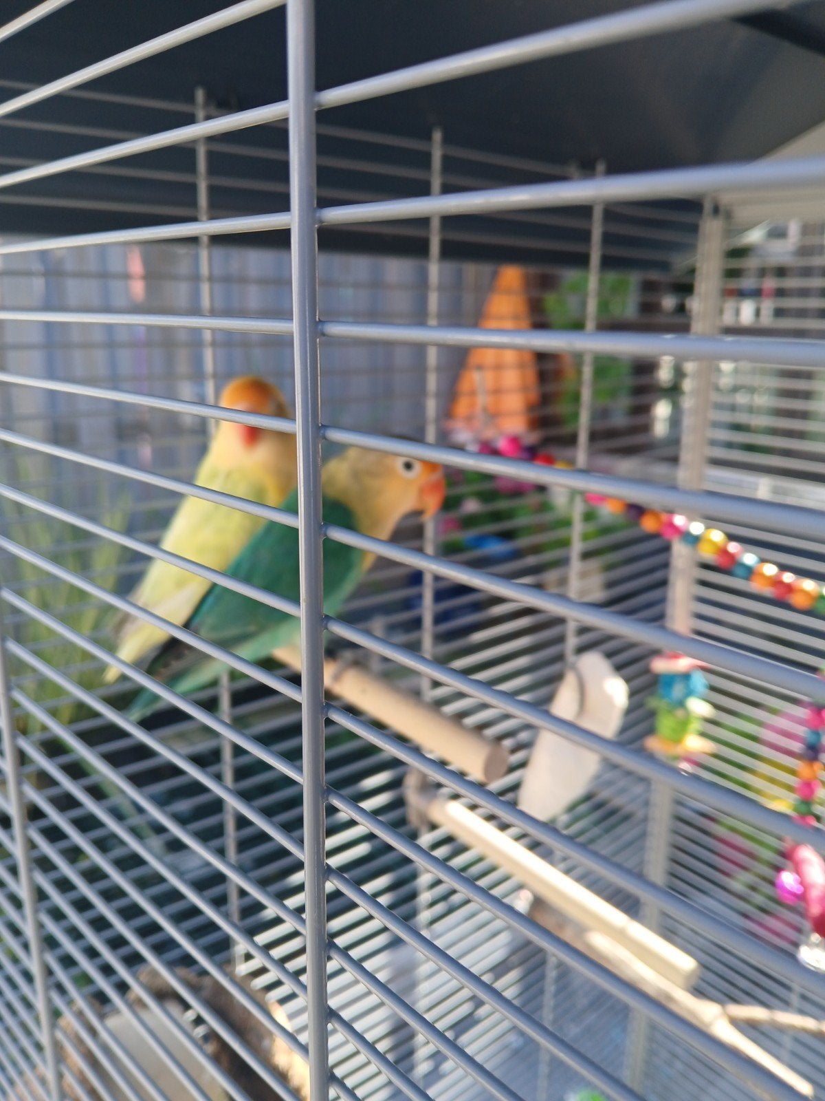 Koppel agapornis met grote kooi, Dieren en Toebehoren, Meerdere dieren, Dwergpapegaai of Agapornis