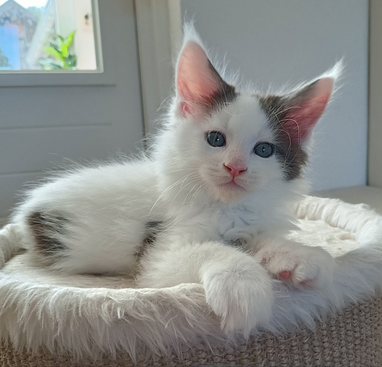 Raszuivere Maine Coon kittens. 1 poesje en 2 katertjes, Meerdere dieren, Gechipt