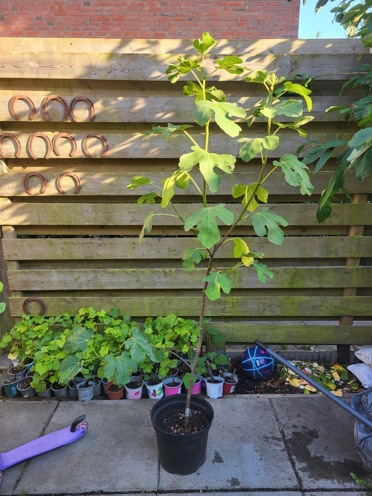 Vijgenbomen moederboom 150cm met zoete Turkse vijgen, dragen, Ophalen, Minder dan 100 cm, Overige soorten