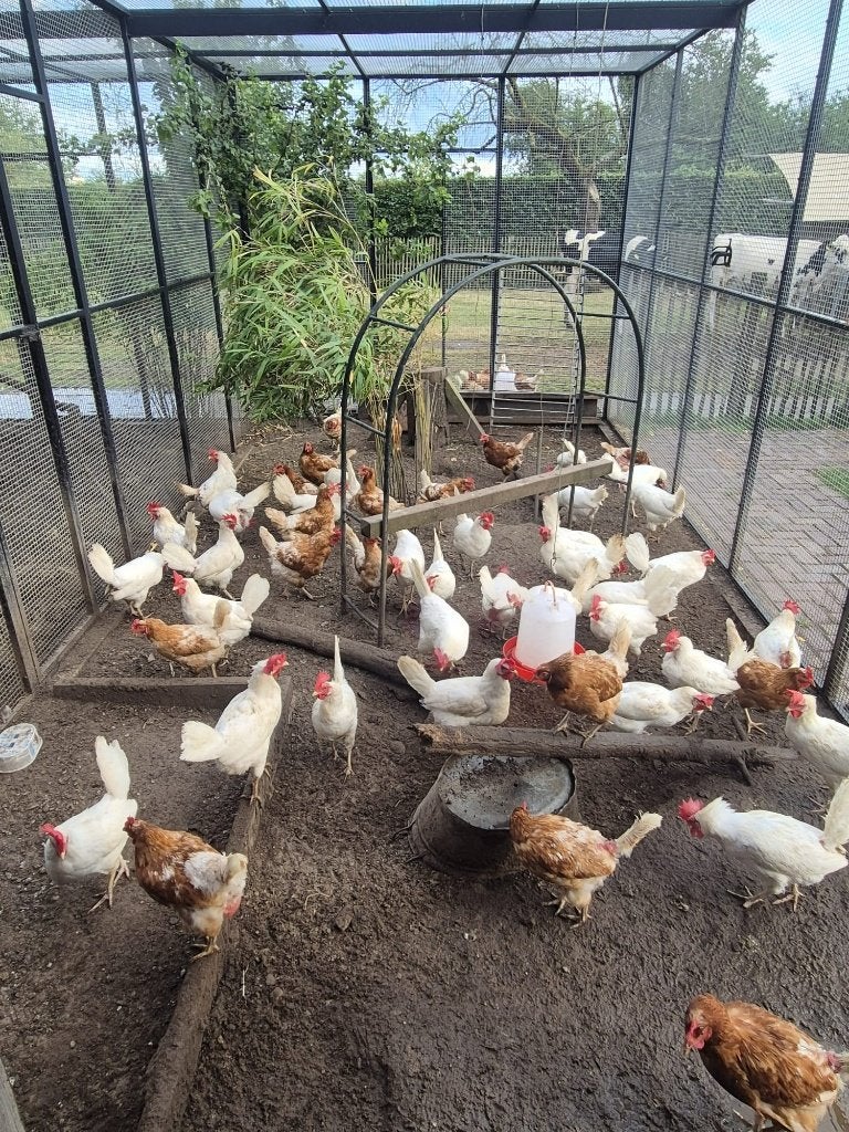 legkippen bruin en wit, Dieren en Toebehoren, Pluimvee, Kip, Vrouwelijk