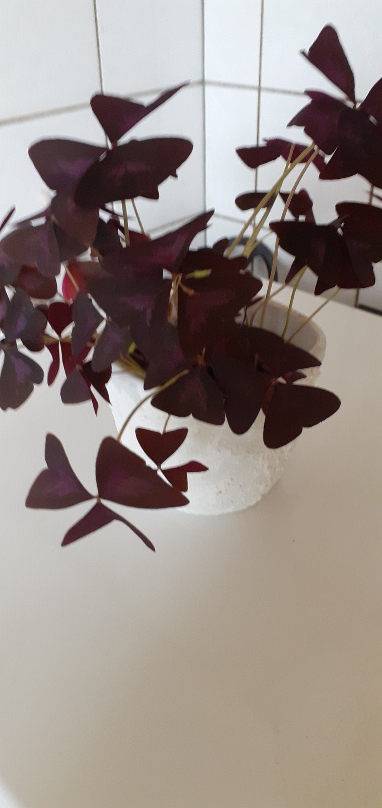 Geluksklaver (Oxalis Triangularis) in pot, Ophalen, Overige soorten, Halfschaduw, In pot
