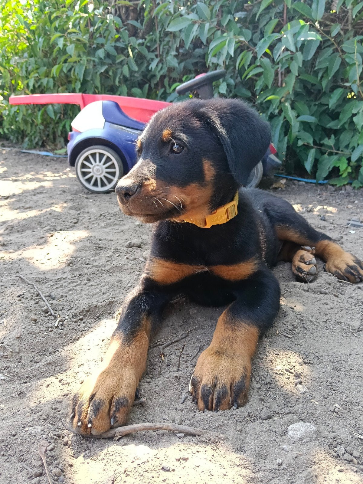🤩Nog 1 reutje! Merle Beauceron x Berner Sennen pups!!🤩, Parvo, Meerdere, Meerdere dieren, Nederland
