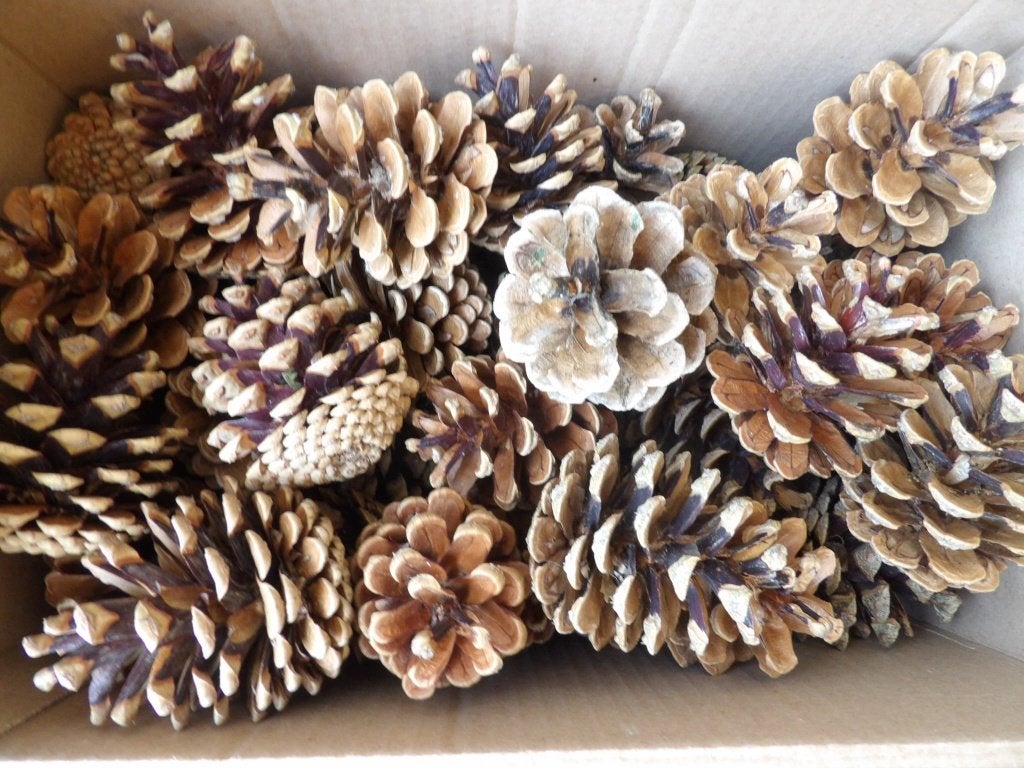 30 mooie droge natuurlijke DENNENAPPELS 7 cm ( K ), Hobby en Vrije tijd, Knutselen, Ophalen of Verzenden, Nieuw