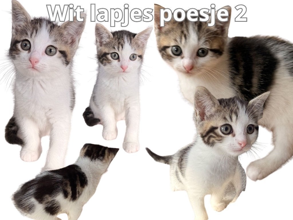 Prachtige Britse korthaar mix kittens, Meerdere dieren, Ontwormd, 0 tot 2 jaar