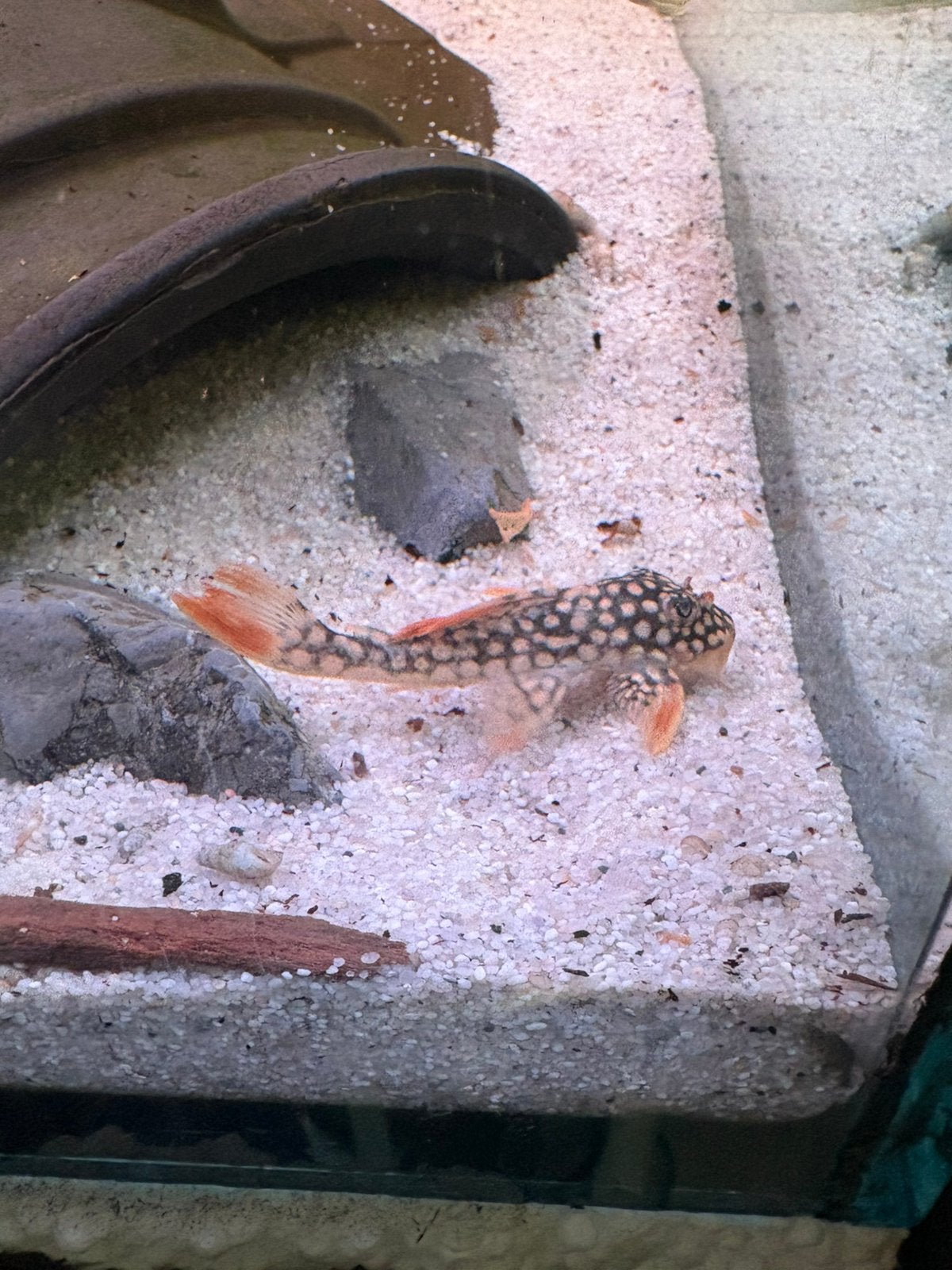 L014 Sunshine Pleco 5-7 cm, Vis