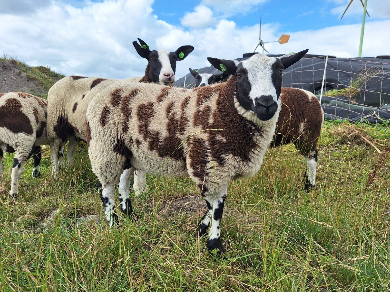 Bonte ramlammeren