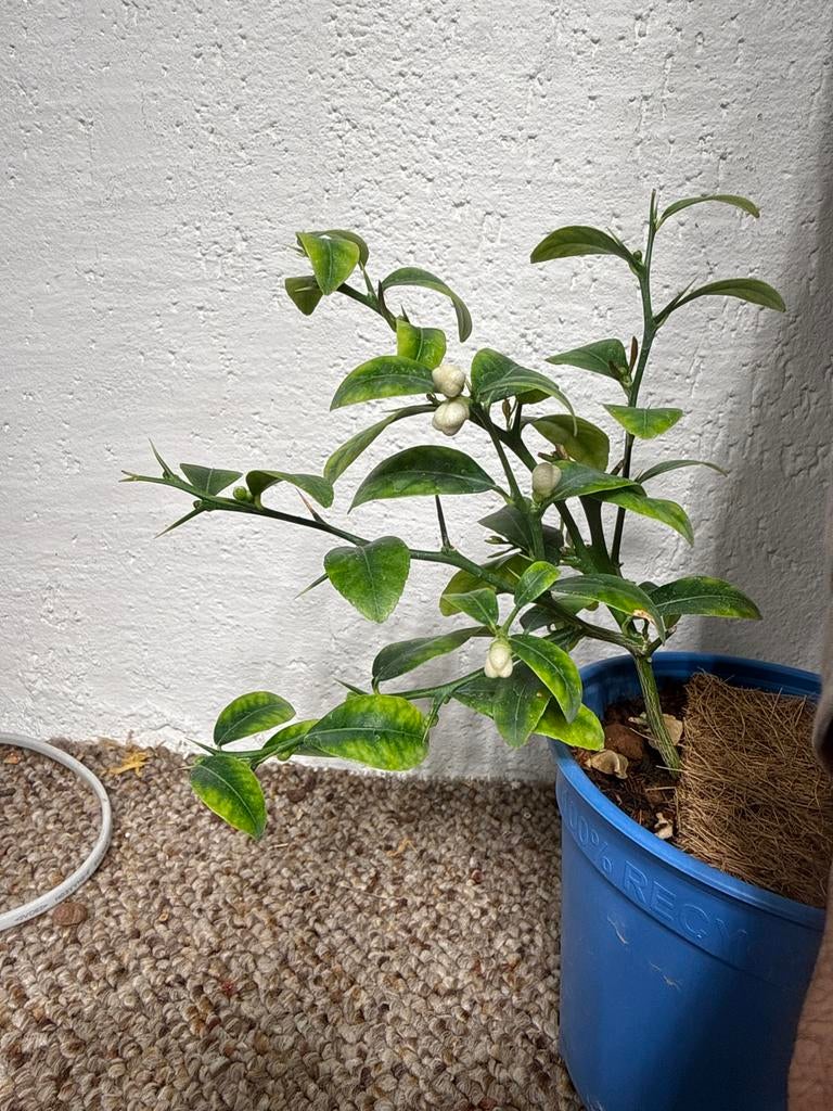 Fresh Finger Limes, Citrus Caviar, Tuin en Terras, Planten | Tuinplanten, Ophalen of Verzenden