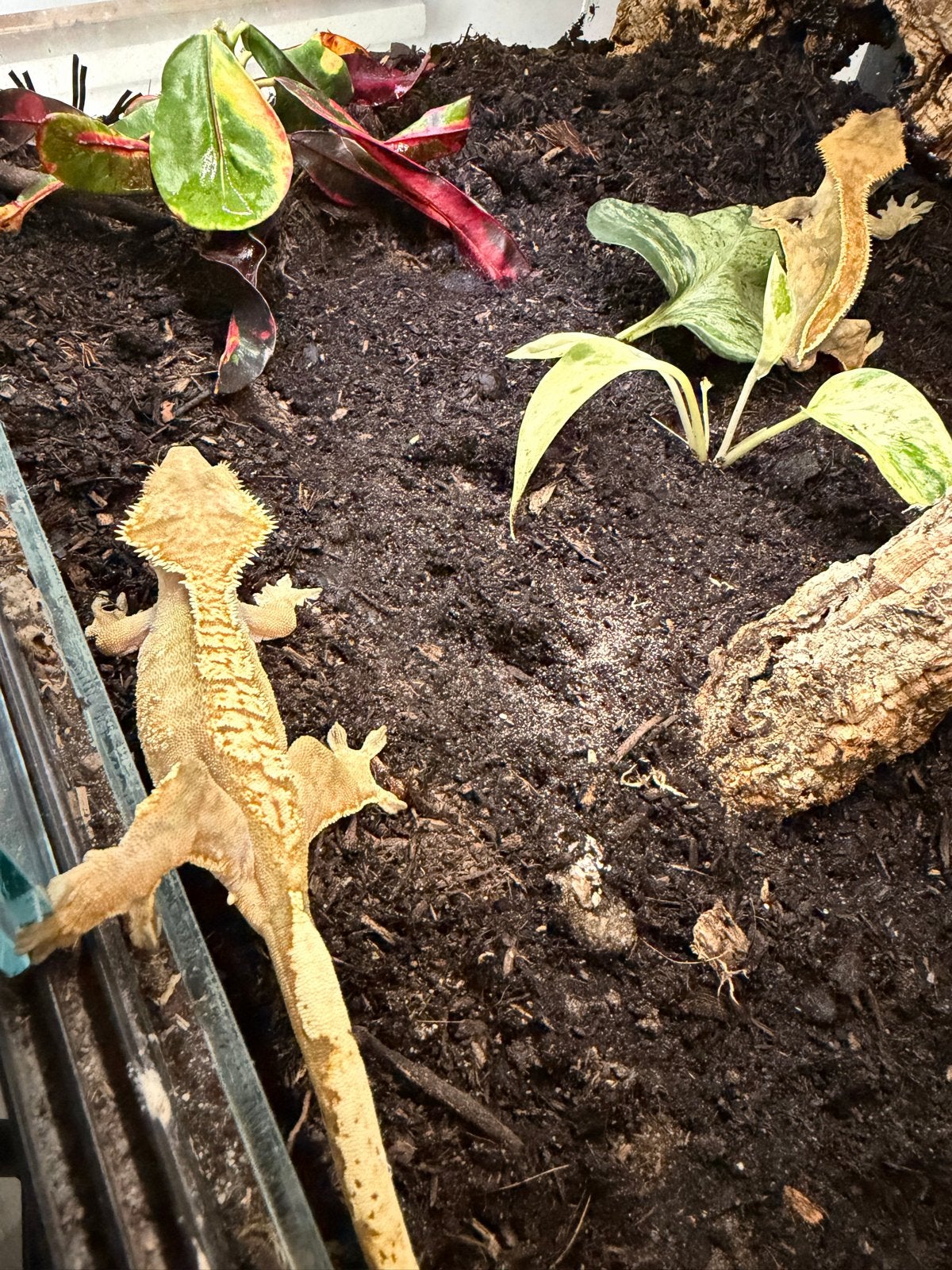 Wimpergekko || Correlophus ciliatus Crested Gecko - unknown for sale from GCM