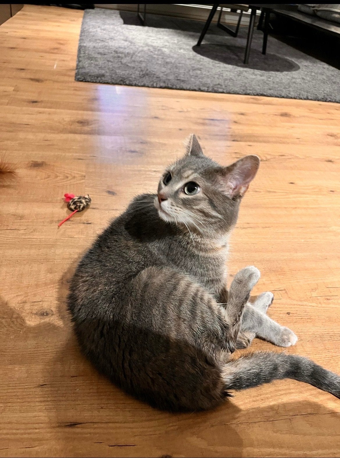 Gezocht: liefdevol baasje voor Europese korthaar, Poes