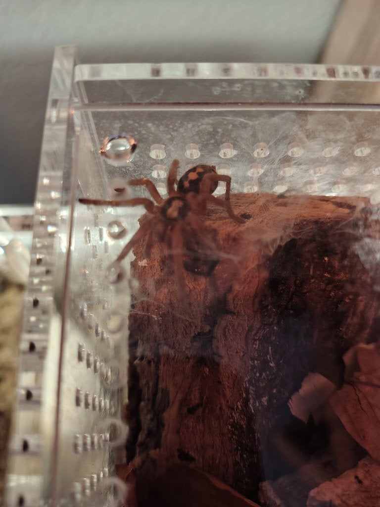 Te koop pumpkin patch tarantula sling met 10x10x10 verblijf, Spin of Schorpioen