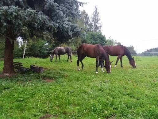 Stal met weidegang gezocht omgeving Waardenburg, Dieren en Toebehoren, Weidegang