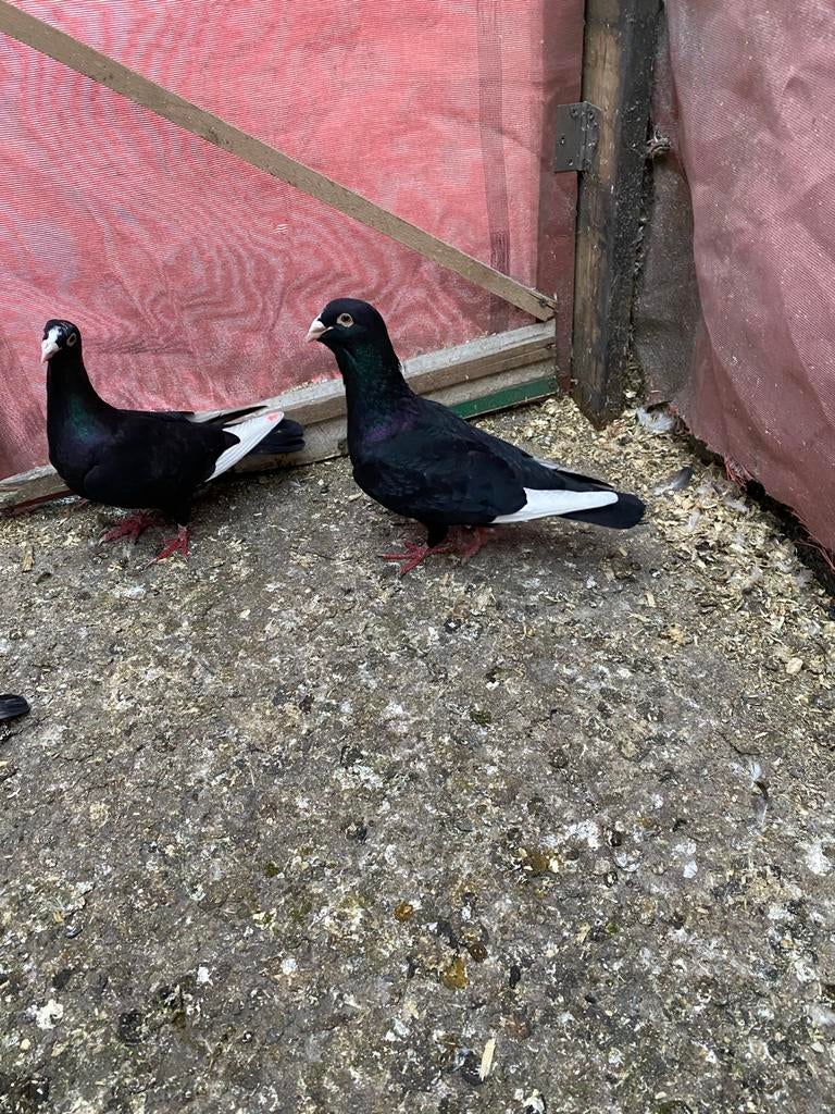 Duiven, Dieren en Toebehoren, Vogels | Duiven, Meerdere dieren, Overige soorten