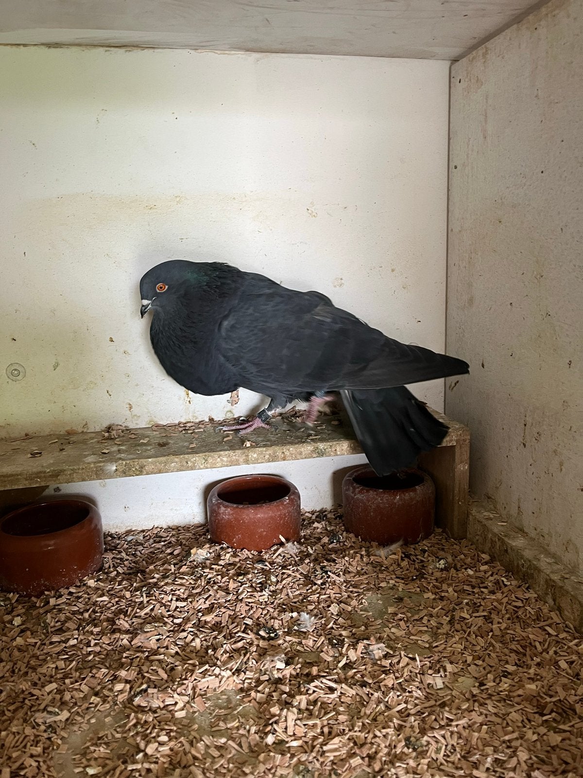 Veleno kropper spaans imp doffer, Dieren en Toebehoren, Mannelijk, Kropper