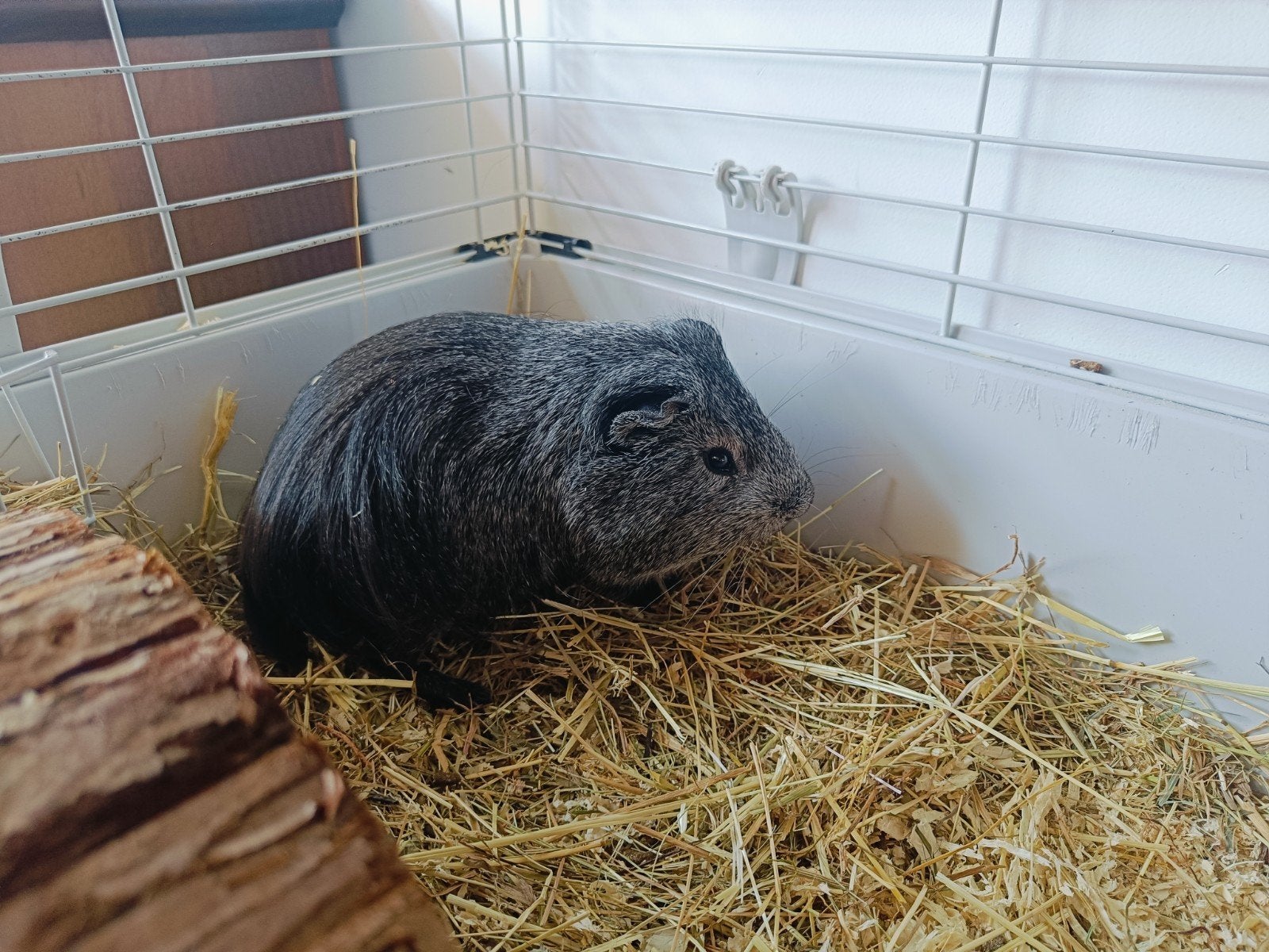 Cavia (beertje) inclusief hok, Maart, Mannelijk, Cavia